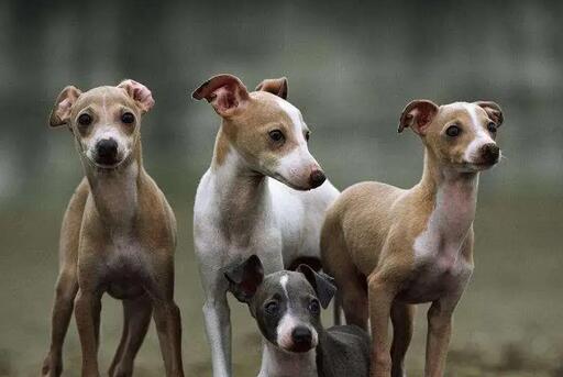 意大利小灵缇犬优缺点-宠物网