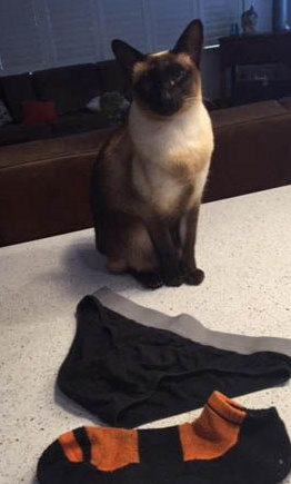 猫对人类的内衣裤和袜子有着偏执的喜好 变态的收藏 猫对人类的内衣裤和袜子有着偏执的喜好 变态的收藏