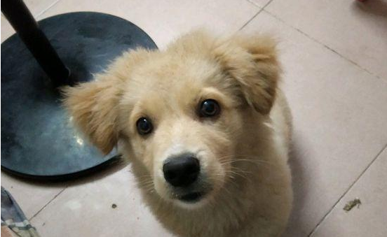 男孩儿带著流浪犬已过个交通信号灯,小宝贝就一路追随,这一下狠不下心了