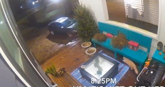 贪玩猫咪被反锁门外一夜 经9小时惊魂记超无助