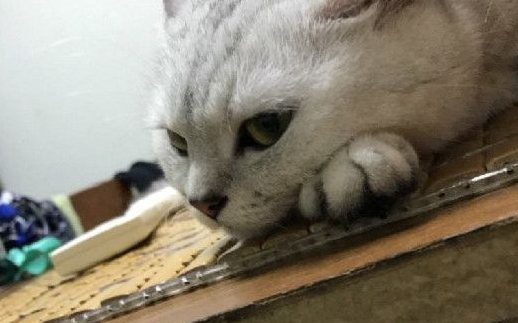 萌喵上厕所嘟嘴小癖好 超魔性举动笑翻网友