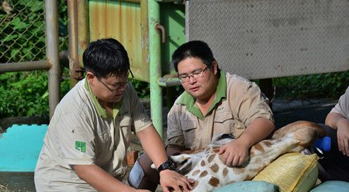 搭车太紧张 长颈鹿未出园就死亡