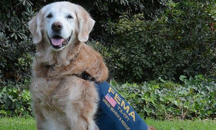 最后一只911搜救犬在纽约度过了16岁生日