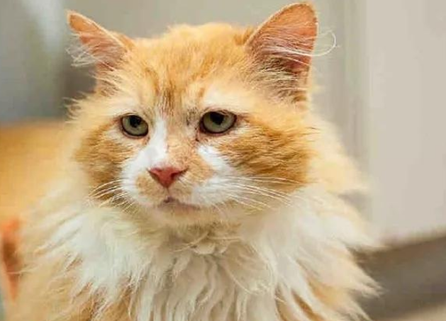 猫咪徒步20公里,只为回到主人身边,没想到换来的却是安乐死! 猫咪徒步20公里,只为回到主人身边,没想到换来的却是安乐死!