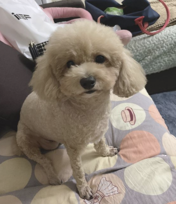 泰迪是网友的“垃圾桶”,它承担各种各样负能量 泰迪是网友的“垃圾桶”,它承担各种各样负能量