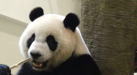 这个怪东西能吃? 试10天熊猫才愿吃水煮蛋 这个怪东西能吃? 试10天熊猫才愿吃水煮蛋