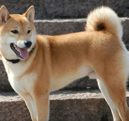 "土土的"中华田园犬可以长多大呢?我来告诉你答案!