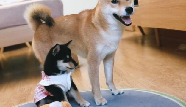 柴犬当上“亲哥哥”以后,它积极照料“亲妹妹”,还带它一块玩 柴犬当上“亲哥哥”以后,它积极照料“亲妹妹”,还带它一块玩