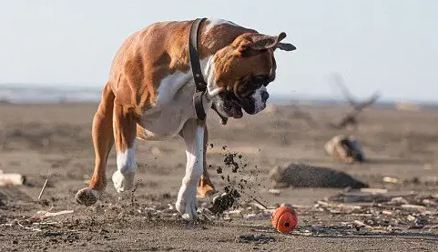拳师犬好养吗