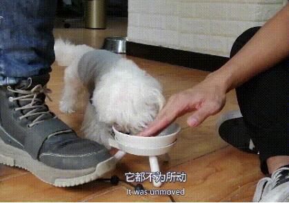 可爱小狗目露凶光:马尔济斯犬疯狂护食,连续咬人几十下后被制服 可爱小狗目露凶光:马尔济斯犬疯狂护食,连续咬人几十下后被制服