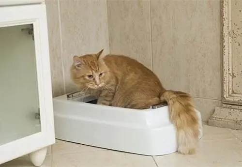 猫为什么腹泻 猫为什么腹泻