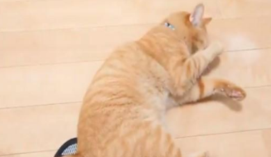 主人坐着不动,猫咪走过却多次被绊倒!原来是一只黏人心机猫! 主人坐着不动,猫咪走过却多次被绊倒!原来是一只黏人心机猫!