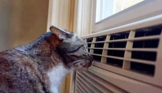 小猫吹了空调打喷嚏怎么办 小猫吹了空调打喷嚏怎么办