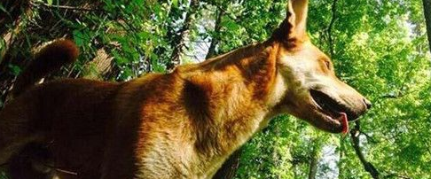 狗狗突然发狂对着男子脚边狂咬 只为救主人 狗狗突然发狂对着男子脚边狂咬 只为救主人