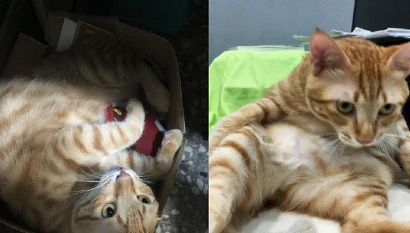 橘猫好气要跳过窗台 无奈肉肉有点都屡次失败 橘猫好气要跳过窗台 无奈肉肉有点都屡次失败