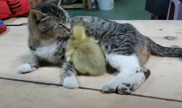 小猫夭折，猫妈妈收小鹅当孩子，甚至不惜跟大狗拼命