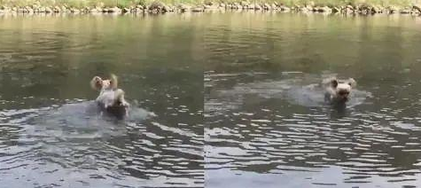 有本事你也就别回来,从反映能够看得出它是一只明白胜败的小狗!