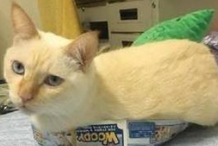 主人半夜起来上厕所,猫咪不放心蹲门口守着,打瞌睡都不离开 主人半夜起来上厕所,猫咪不放心蹲门口守着,打瞌睡都不离开