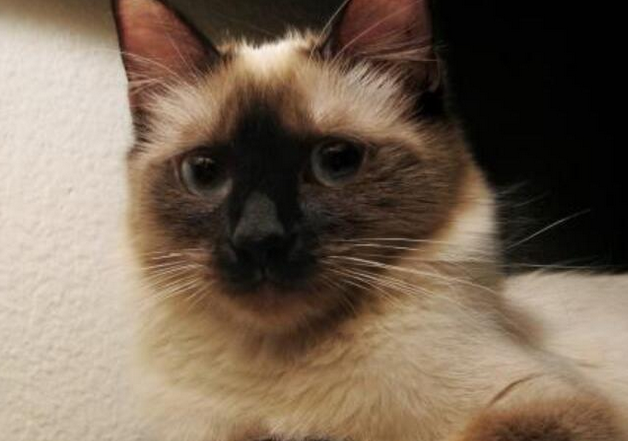 英雄猫提示家人异样 将家人从一氧化碳中救出