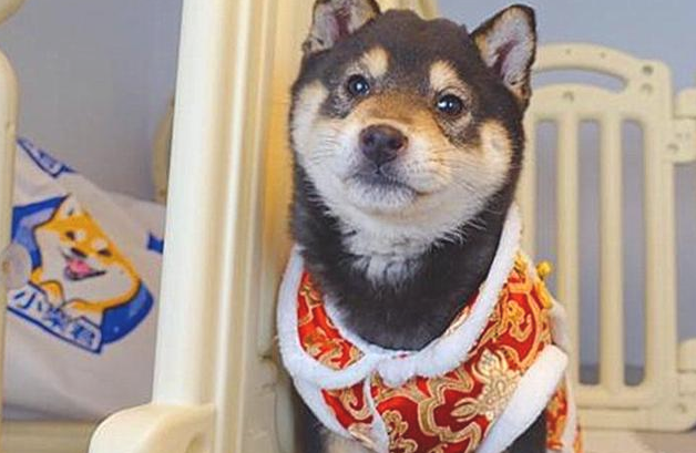 柴犬年老掉牙却变成表情图，主人每天悉心照料，只求给家狗养老服务