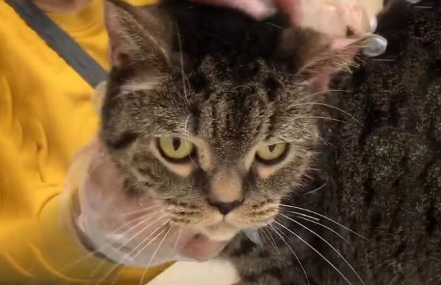宠物猫被遗弃公园，主人留下50元钱，去医院检查后发现遗弃原因