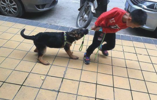儿子把狗绳解开,让德牧自己跑着玩,德牧以为不要了 儿子把狗绳解开,让德牧自己跑着玩,德牧以为不要了