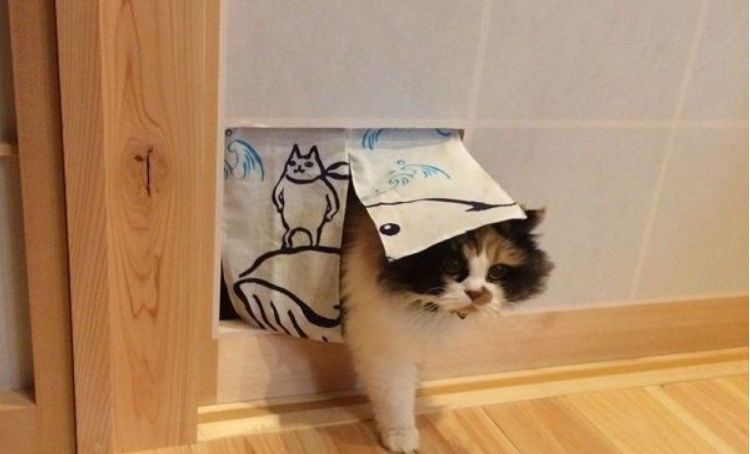 喵星人爱撞纸拉门 猫奴干脆改造留出猫门