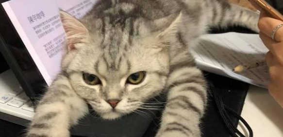 冷漠！猫咪打翻热水壶烫得主人鬼哭狼嚎，但它竟然只想偷吃！