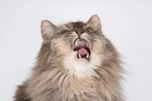 猫不停地打喷嚏怎么了