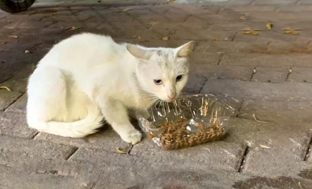 享了10天福的流浪猫,因意外去了喵星,流浪猫的一生有多短? 享了10天福的流浪猫,因意外去了喵星,流浪猫的一生有多短?