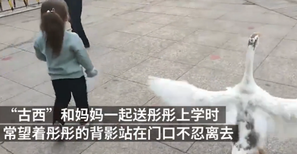 宠物鹅养出感情,送3岁小主人上学不肯离开,网友:可以陪嫁! 宠物鹅养出感情,送3岁小主人上学不肯离开,网友:可以陪嫁!