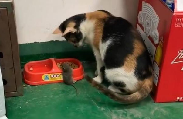 老鼠主动跑到猫的怀里求安慰，现在的老鼠太太太太大胆了
