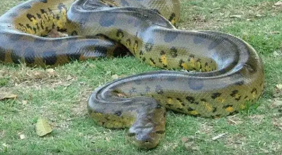 6米长的亚马逊巨蟒露面!藏在热带雨林的凶猛"杀手"有多毒?