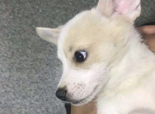 狗儿被丢在人生地不熟的大街,令人心痛,接下去被它乐观的心态征服 狗儿被丢在人生地不熟的大街,令人心痛,接下去被它乐观的心态征服