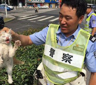 淘气小猫躲引擎 车主和交警钻车底忙翻了