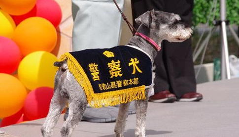 民养高龄警犬玛丹娜 找回失智的爷爷 民养高龄警犬玛丹娜 找回失智的爷爷