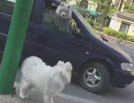 同狗不一样命，失踪萨摩耶每天街边彷徨等候主人，狗狗：主人你在哪里