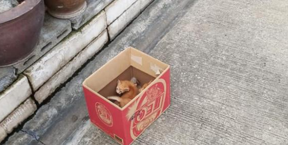 怀孕猫妈以为找到安乐窝,没想到竟遭残忍对待,幸好遇到暖心路人 怀孕猫妈以为找到安乐窝,没想到竟遭残忍对待,幸好遇到暖心路人