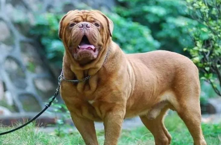 波尔多犬与边境牧羊犬哪个好 波尔多犬与边境牧羊犬哪个好