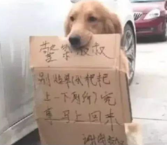 主人去尿尿，让小狗留有看汽车，交警队回来猛然笑喷了