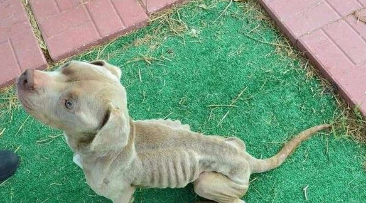 比特犬米克斯被关狗笼 饿到皮包骨幸得及时救援 比特犬米克斯被关狗笼 饿到皮包骨幸得及时救援