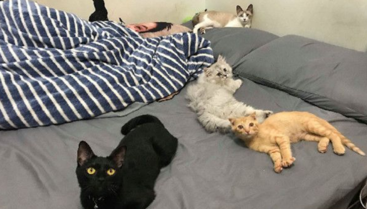 房间被猫咪炸弹炸过 凶手却一旁卖乖超萌