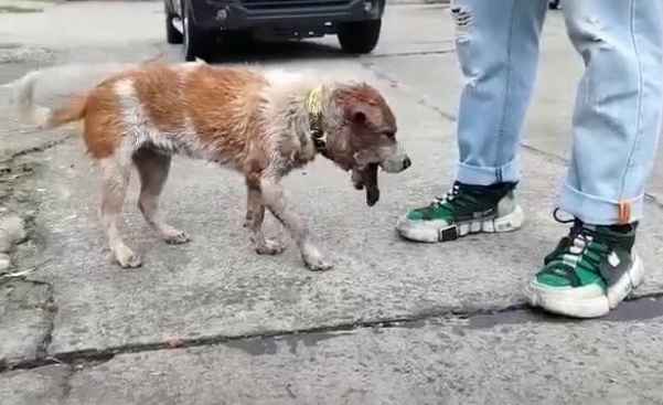 流浪狗下巴骨折,危在旦夕,遇到人类依然狂摇尾巴 流浪狗下巴骨折,危在旦夕,遇到人类依然狂摇尾巴