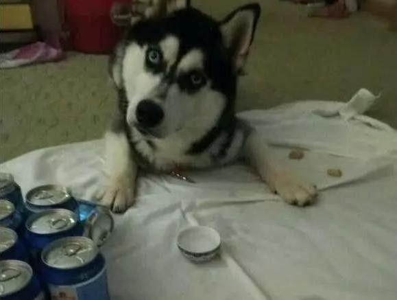 一人我饮酒醉，这主人带着哈士奇一起喝酒，第二天肠子悔青了