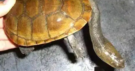 价格不贵的长身蛇颈龟，饲养条件却很苛刻！