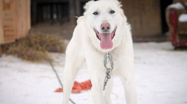 丈夫夺走宠物犬又丢弃,原主人家超越2000千米,还要带它回家了 丈夫夺走宠物犬又丢弃,原主人家超越2000千米,还要带它回家了