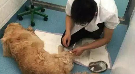 金毛被超级变态主人长期性虐待,奄奄一息,被救时的神色令人泪崩 金毛被超级变态主人长期性虐待,奄奄一息,被救时的神色令人泪崩