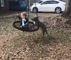 超暖狗保姆比特犬 前脚加嘴巴推弟弟荡秋千 超暖狗保姆比特犬 前脚加嘴巴推弟弟荡秋千