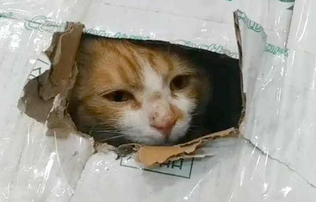 炎炎烈日,被拴在室外的家猫,好心人想帮忙,主人说她多管闲事 炎炎烈日,被拴在室外的家猫,好心人想帮忙,主人说她多管闲事