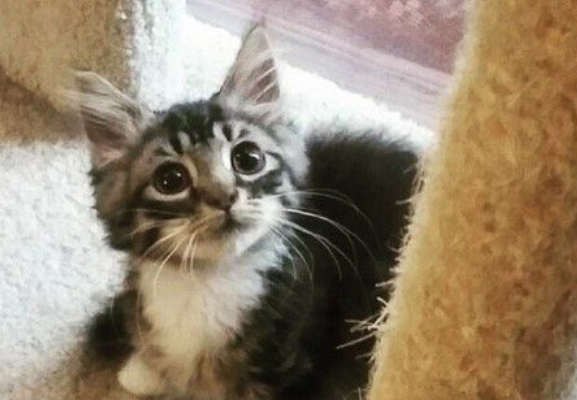 猫咪天生没有肘关节 装上假肢竟成绝美萌猫